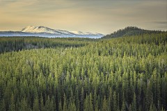 spring2018-into-the-wild-1