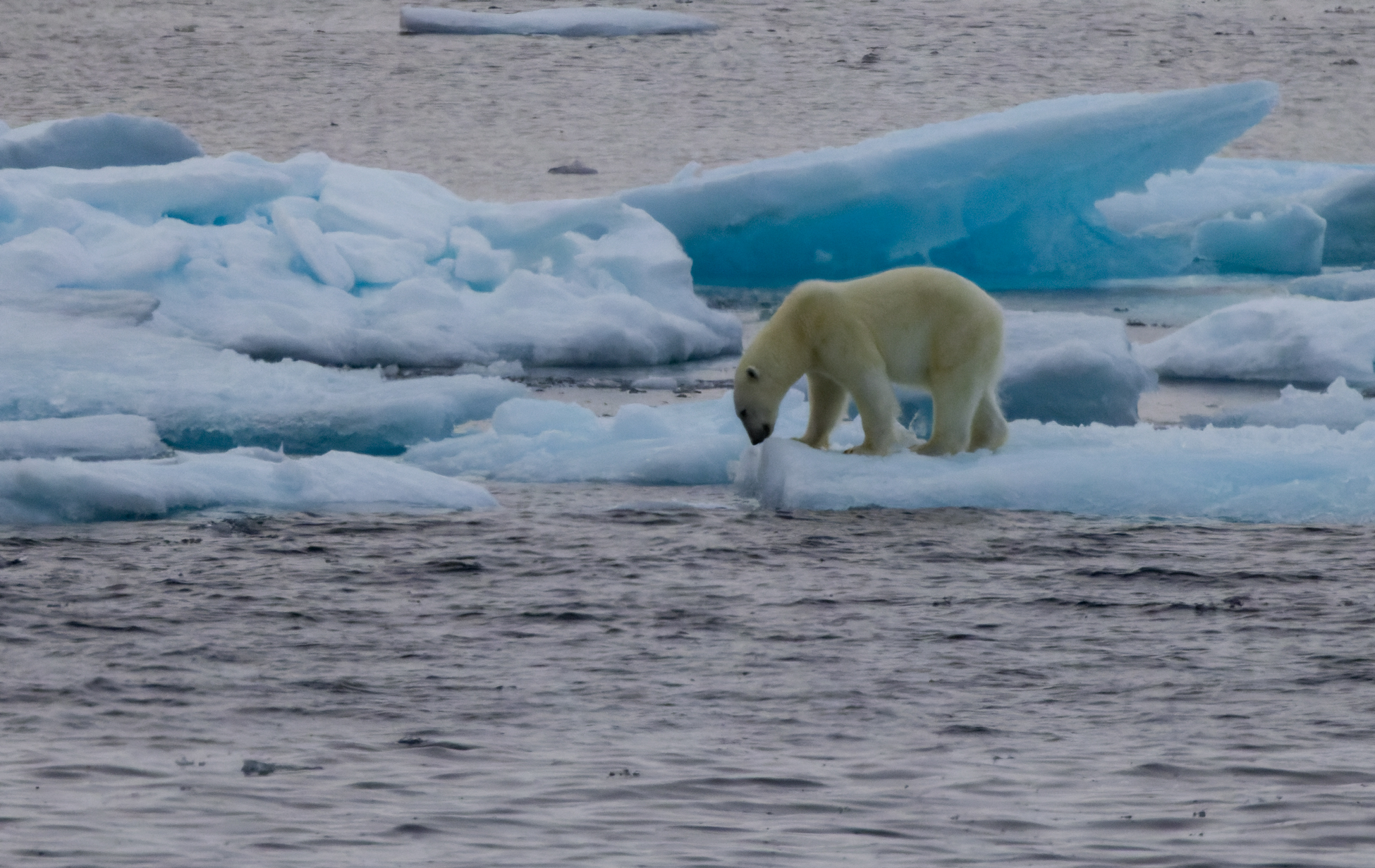 Polar Bears  Adventure Canada